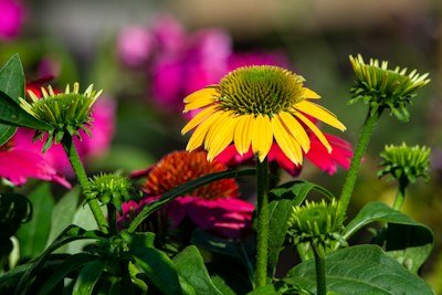 beautiful backyard flower garden